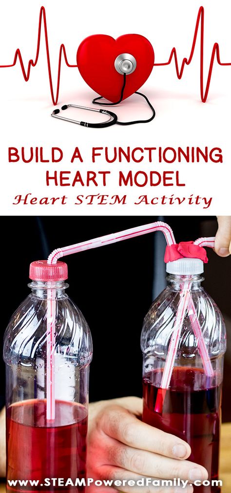 This Heart STEM activity to build a functioning heart model uses all 4 STEM pillars - Science, Technology, Engineering and Math. Kids will spend some time learning about their own heart rates, then how blood flows through the body. For the exciting conclusion engineer and build a functioning model of a beating heart. Click to learn more at STEAM Powered Family. via @steampoweredfam Biomedical Engineering Projects, Stem Kids, Human Body Activities, Heart Model, Science Club, Stem Challenge, Stem Activity, Heart Projects, Kid Experiments