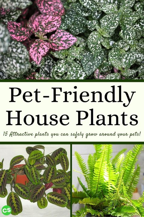 Pet Friendly House Plants, Safe House Plants, Common House Plants, Low Light House Plants, Plants Pet Friendly, Air Purifying House Plants, Urban Gardens, Household Plants, Pet Friendly House