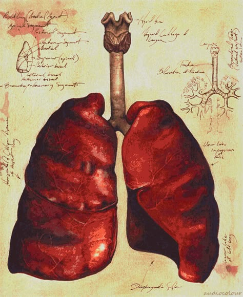 Hard Bad Lungs Drawing, Lungs Realistic, Lung Aesthetic, Lung Painting, Lungs Aesthetic, Lungs Painting, Lung Art, Lungs Drawing, Lungs Art