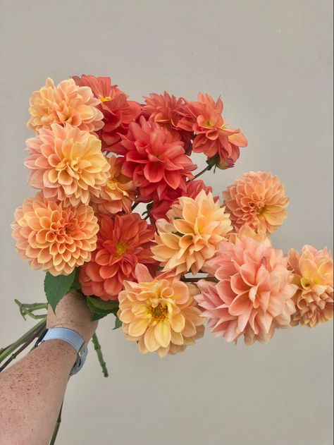 Dahlia Only Bouquet, All Dahlia Bouquet, Whimsical Dahlia Bouquet, Orange Dahlia Centerpiece, Dahlia Bride Bouquet, Flower Bouquet Dahlia, Small Dahlia Bouquet, Light Orange Wedding Flowers, Daliah Bouquet