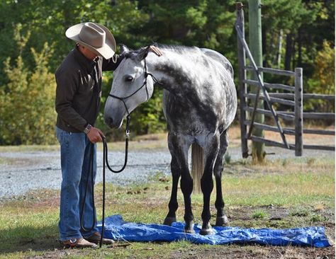 Natural Horsemanship Training, Canadian Horse, Horse Training Exercises, Horse Lead, Natural Horsemanship, Equestrian Helmet, Horse Training Tips, Mustang Horse, Horse Trainer