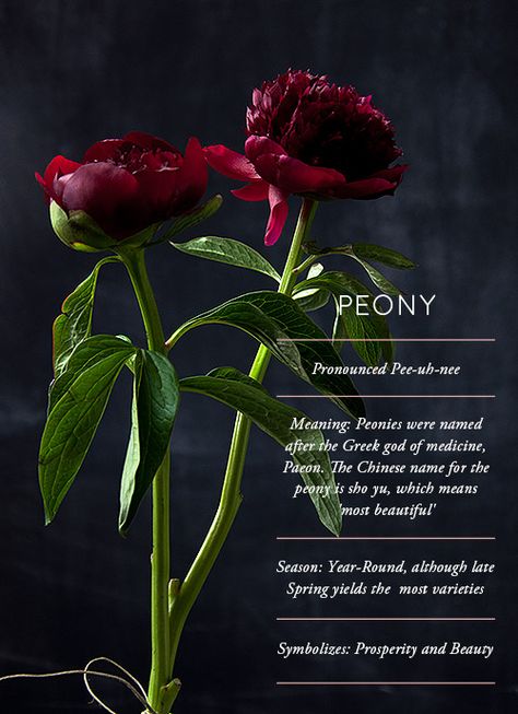 FlowerGlossary:Peony Flower Meanings, Flower Names, Language Of Flowers, Design Sponge, Peony Flower, Beautiful Blooms, Dream Garden, Love Flowers, My Flower