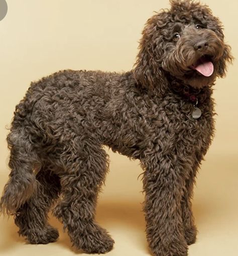 Labradoodle Chocolate, Barbet Dog, Chocolate Goldendoodle, Labradoodle Mini, Chocolate Labradoodle, Black Labradoodle, Australian Labradoodle Puppies, Labradoodle Dog, Labradoodle Goldendoodle