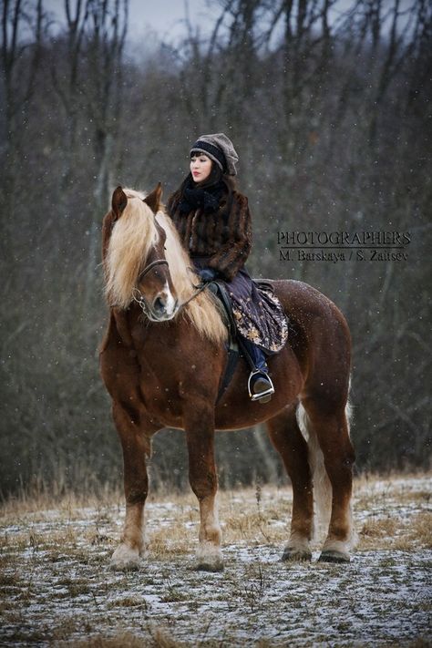 Chocolate Palomino