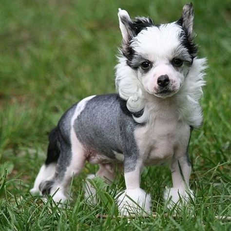 Hairless Dogs, Chinese Crested Puppy, Peruvian Hairless Dog, Chinese Crested Hairless, Dragon Moon, Every Dog Breed, Hairless Dog, Chinese Crested Dog, Dog List