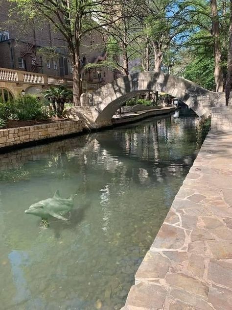 Such a beautiful thing when the dolphins return to the San Antonio Riverwalk each spring, y'all!🐬 San Antonio Aesthetic, Triangulum Galaxy, River Aesthetic, Texas Swimming Holes, San Antonio Riverwalk, Stone City, San Antonio River, Dangerous Love, The Dolphins