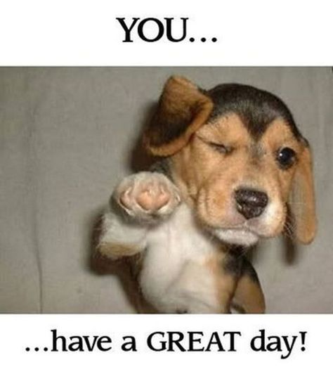 101 "Have a Great Day" Memes To Wish Someone Special a Good Day | Cute good morning quotes, Good morning funny pictures, Funny good morning memes Have A Good Day Funny, Good Day Meme, Wonderful Day Quotes, Good Day Images, Great Day Quotes, Good Day Wishes, Good Morning Handsome, Good Day Messages, Happy Day Quotes