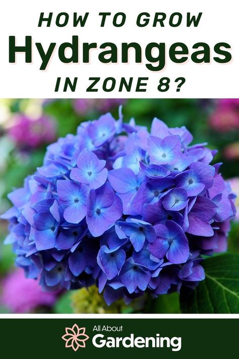 When To Plant Hydrangeas, Zone 8 Plants, Colorful Hydrangeas, Southern Landscaping, Flower Planting Guide, Best Plants For Shade, Hydrangea Landscaping, Big Leaf Hydrangea, Smooth Hydrangea