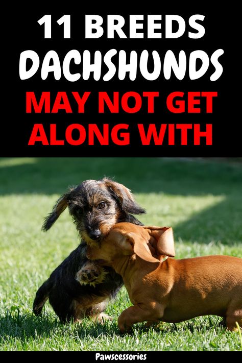 In this post you’ll discover how your dachshund might interact with 11 different popular breeds, how they’ll get along with animals outside of dogs as well as 5 tips to easily help your dachshund get along with other dogs. Tip #1 is the most important and #5 is easily the most undervalued! Red Dapple Dachshund, Long Hair Dapple Dachshund, Miniature Wirehaired Dachshund, Minature Daschund Puppies, Dachshund Bed, Dachshund Facts, Piebald Dachshund, Longhaired Dachshund, Daschund Dog