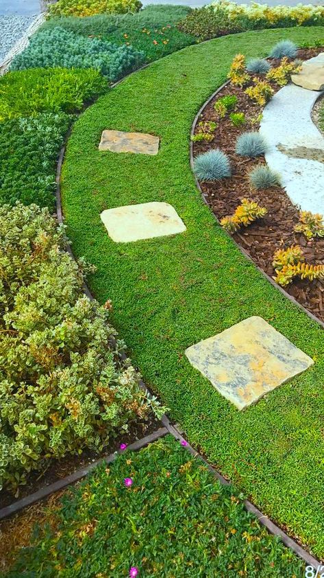 Dwarf Carpet of Stars Low Water Landscaping Front Yard, Lawn Substitute, Ranch Landscape, Drought Tolerant Landscape Front Yard, Best Ground Cover Plants, Backyard Vacation, Grass Alternative, Native Plant Landscape, Low Water Landscaping