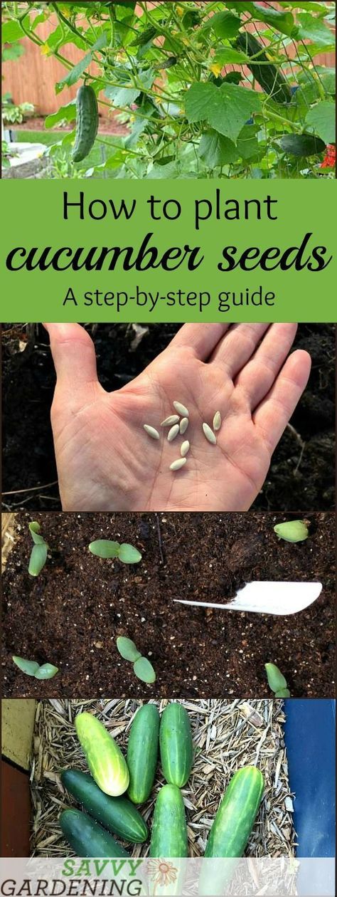 Growing Vegetables From Seeds, Easiest Vegetables To Grow, Farming Tips, Cucumber Gardening, Growing Tomatoes From Seed, Growing Organic Tomatoes, Growing Tomato Plants, Grow From Seed, Vegetables To Grow