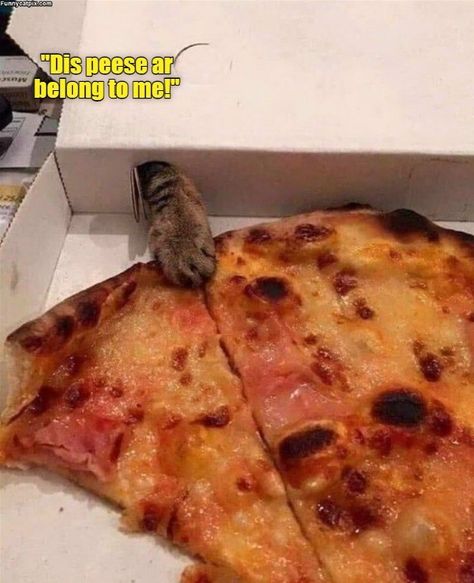 First come. First serve. Funny Cat Pictures, Silly Cats, Dog Sitting, Funny Animal Pictures, Cute Funny Animals, Cat Pics, Pet Owners, Cat Memes, Animal Pictures