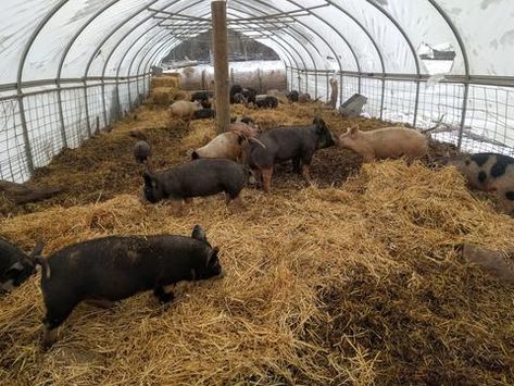 Pig Farming Ideas, Pig Farming Design, Pig Pasture, Pastured Pigs, Farming Ideas, Pig Breeds, Raising Pigs, Mr Burns, Pig Stuff