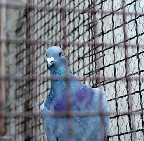 pigeon in cage Pet Pigeon Cage, Pigeon Deterrent, Homing Pigeons Loft, Pigeon Keeping, Feral Pigeon, Crowned Pigeon, Western Crowned Pigeon, Fall Risk, Bird Repellents