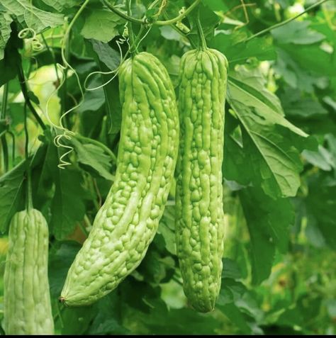 50 seeds Bitter Melon Seeds Chinese Bitter Gourd Karela for Sale in Wilsonville, IL - OfferUp Bitter Cucumbers, Momordica Charantia, Melon Seeds, Squash Seeds, Asian Vegetables, Bitter Melon, Bitter Gourd, Green Skin, Home Garden Plants