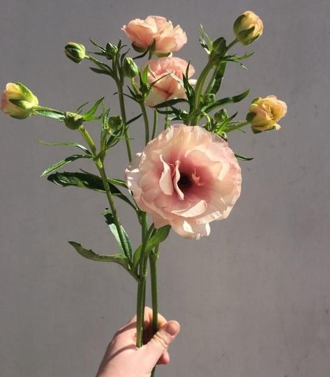 Silk option Ranunculus Butterfly, Ranunculus Arrangement, Butterfly Ranunculus, Ranunculus Flower, Wholesale Flowers Wedding, Faux Flower Arrangements, Light Pink Flowers, Bouquet Arrangements, Fresh Flowers Arrangements