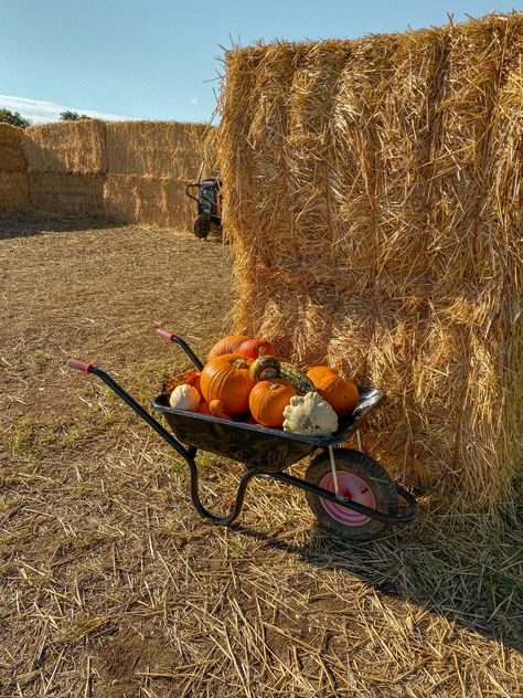 Visiting a pumpkin patch, October in London UK Halloween Films, October Mood, What Is Halloween, Halloween Film, Corn Maze, Pumpkin Seasoning, Fall Feels, Outdoor Inspirations, Sunday Afternoon