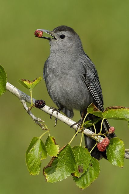 Gray Catbird (Dumetella carolinensis) Eastern North America Gray Catbird, Northern Mockingbird, American Birds, Bird Illustrations, Hope Is The Thing With Feathers, Bird Identification, Song Birds, Bird Feeding, Bird Paintings