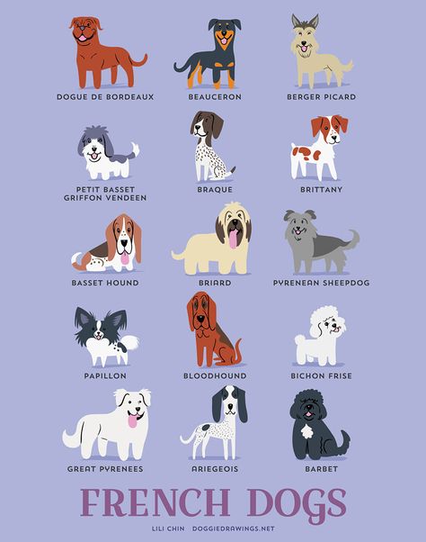 French Dog Breeds | www.petnook.in #petnook Dog Breeds Chart, Different Breeds Of Dogs, Petit Basset Griffon Vendeen, Breeds Of Dogs, French Dogs, 강아지 그림, Love My Dog, Dog Print Art, Dog Clip