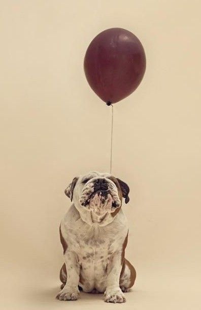 Bulldog Photoshoot, English Bulldog Wallpaper, English Bulldog Birthday, Dogs Happy Birthday, Bulldog Photography, Funny Bulldogs, Bulldog Birthday, Bulldog Wallpaper, Puppy Pawty