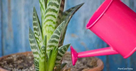 How Often and When To Water Aloe Plants Aloe Plants, Garden Succulents, Yard House, Plant Watering, Garden Centers, Aloe Plant, Succulent Gardening, Plants Succulents, Diy Yard