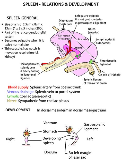 Abdomen Anatomy Medical, Abdomen Organs, Spleen Anatomy, Abdominal Organs Anatomy, Ultrasound Abdomen Anatomy, Abdominal Arteries Anatomy, Medical Interpreter, Internal Organs Diagram, Anatomy Of The Body