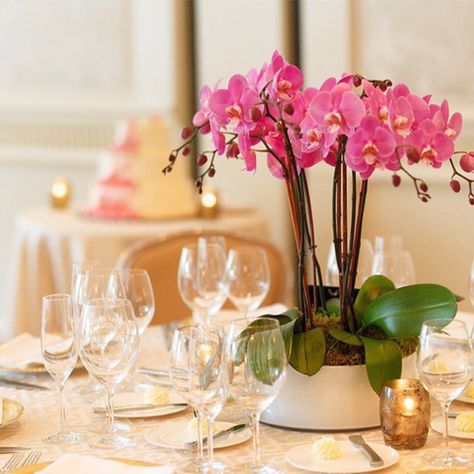 pink orchid in ceramic table centre piece Orchid Centrepiece, Orchid Wedding Centerpieces, Pink Orchids Centerpiece, Orchids Arrangements, Wedding Orchids, Orchid Centerpieces Wedding, Orchid Centerpiece, Food Set Up, Orchid Centerpieces