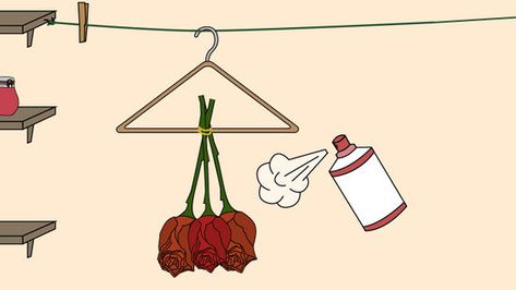 Drying Roses Diy, Drying Roses Upside Down, Best Way To Dry Roses, How To Dry Out Roses, Saving Roses Dried Flowers, Ways To Preserve Roses, How To Dry Roses Diy, How To Save A Rose Forever, Rose Pedals Ideas