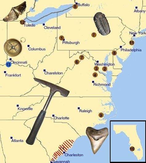 fossil locations activities https://www.pinterest.com/themodernhippie/rocks-fossils/ Fossil Collection, Rock Identification, Gem Hunt, Sharks Teeth, Rock Collecting, Rock Tumbling, Fossil Hunting, Gold Prospecting, Fossil Bones