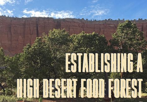 Establishing a High Desert Food Forest | The Survival Gardener Desert Homesteading, Desert Permaculture, Arizona Homestead, Desert Homestead, Desert Food, Dream Ranch, Desert Gardens, Food Forest Garden, Permaculture Garden