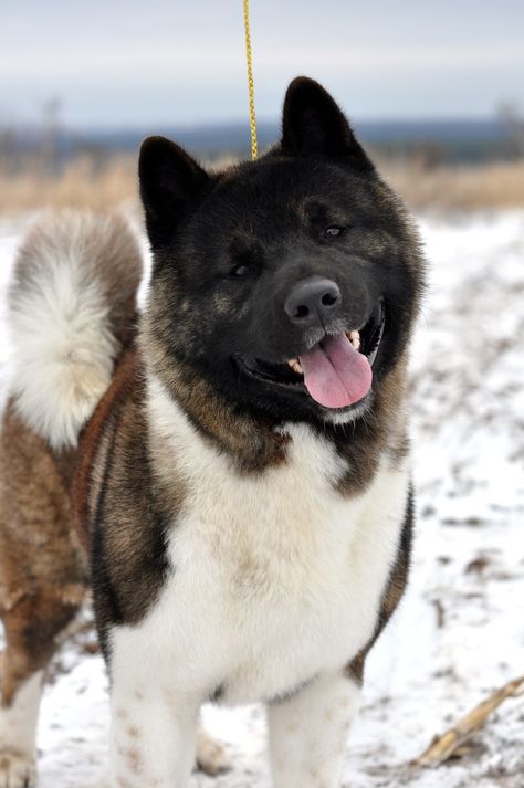 Dog Types, Spitz Breeds, American Akita, Akita Inu, Akita Dog, Dream Dog, Pets 3, Favorite Animals, Types Of Dogs