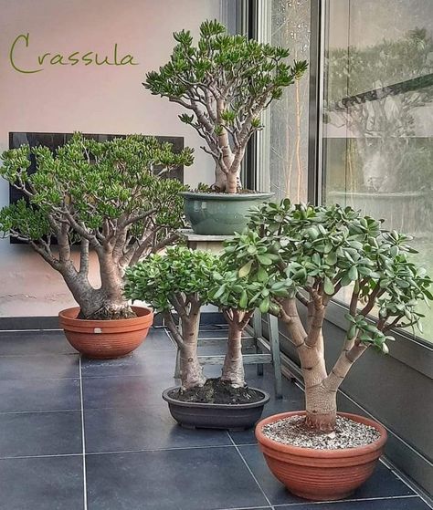 Jade Plant Pruning, Garden Bonsai Tree, Jade Bonsai, Plant Installation, Succulent Bonsai, Succulent Garden Diy, Succulent Gardening, Jade Plants, Bonsai Trees