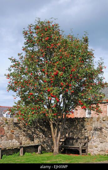 Rowan or Mountain Ash Tree Sorbus aucuparia laden with berries. Stock Photo Mountain Ash Tree, Sorbus Aucuparia, Bourton On The Water, Garden Uk, Olympic Flame, Hampshire England, Rowan Tree, Uk Weather, Tree Garden