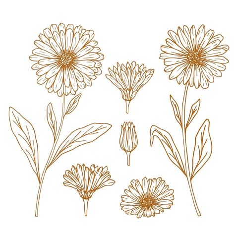 Download this Premium Vector about Hand drawn set of calendula flowers, and discover more than 15 Million Professional Graphic Resources on Freepik Calendula Flowers, Calendula Flower, 3d Hand, Drawing Set, Movie Photo, Vector Photo, Line Drawing, Good Movies, Premium Vector