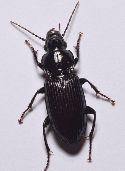 Big Black Ground Beetle (Pterostichus melanarius) Insect Art Projects, Ground Beetle, Black Beetle, Beetle Tattoo, The Mars Volta, Black Ground, Sweet Art, Creepy Crawlies, Insect Art