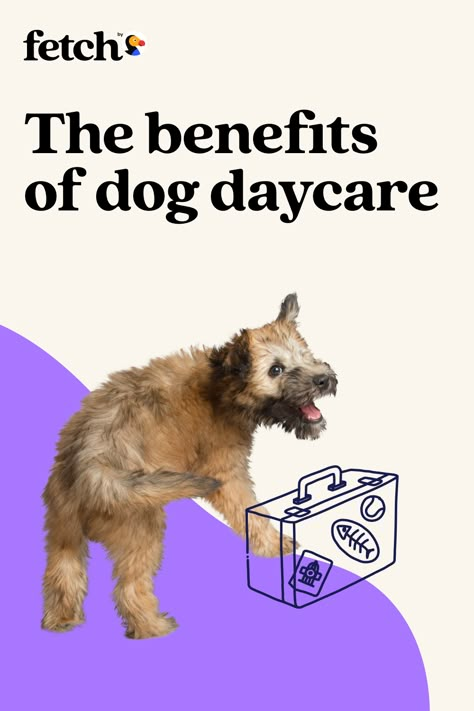 Doggy daycare is a great way to keep your pup entertained and in good care while you're away from home. To learn all the benefits of dog daycare, what to look for in a facility and how to prepare your pup for their new hangout spot, keep reading. Dr. Aliya McCullough, our on-staff vet, is sharing her expert advice. Dog Food Marketing, Vet Social Media Post, Dog Shelter Social Media, Doggy Daycare Business, Pet Care Social Media Post, Pet Advertising, Dog Marketing, Socializing Dogs, Medication For Dogs