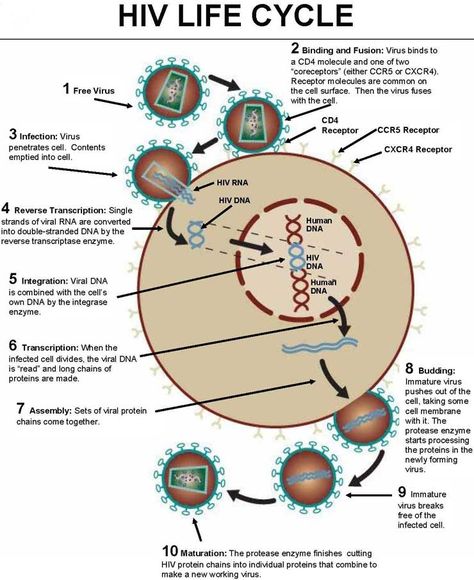 HIV (Human Immunodeficiency Virus):lentovirus (slowly-replicating retrovirus); has RNA as genetic material and synthesizes DNA, using reverse transcriptase to incorporate its genetic material into host's genome; causes acquired immunodeficiency syndrome (AIDS); may be spread by contact with body fluids, including blood/semen; binds to CD4 receptors on the surface of target cells within its host; uses host cell's own enzymatic machinery-drugs can interfere w/ host's functions & cause side effects Hiv Life Cycle, Hiv Images, Med Surg Nursing, Human Dna, Health Class, Hobbies For Kids, Hobbies For Men, Diagram Design, Nursing Study