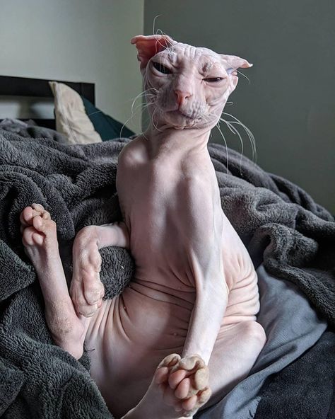 Cute Hairless Cat, Filmy Vintage, Ugly Cat, Sphinx Cat, Dream's Cat, Hairless Cat, Sphynx Cat, Silly Animals, Cat Aesthetic