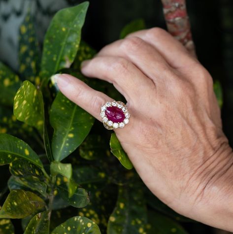 An 18k ring featuring a 7.98-carat Burmese ruby cabochon, certified by AGL, adorned with 18 round diamonds totaling 4.08 carats, and 10 baguette diamonds weighing 1.03 carats, with a total weight of 9.89 grams #rubyengagementring #rubyring #rubyjewelry #rubywedding #rubyweddinganniversary #srq #sarasota #downtownsarasota #utc #bradenton #saintpetersburgflorida #downtowntampa #engagementring #weddingring #rubyweddingring #rubyanddiamondring #gia #giaruby #giacertifiedring #giacertifiedruby #... Ruby Wedding Rings, Ruby Wedding Anniversary, Burmese Ruby, Ruby Wedding, Ruby Engagement Ring, Baguette Diamonds, Luxury Rings, Cabochon Ring, Ruby Jewelry