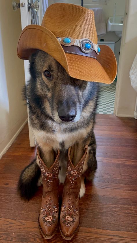 Dogs With Cowboy Hats, Country Core Outfits, Animals In Cowboy Hats, Dog With Cowboy Hat, Cody Core, Cute Cowboys, Dogs In Hats, Cowboy Dog, Frat Boys