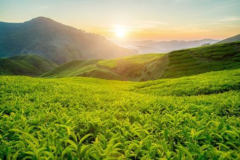 Agriculture Photography, New Nature Wallpaper, Farm Images, Assam Tea, Tea Farm, Cameron Highlands, Hills Resort, Farm Photography, Coffee Farm