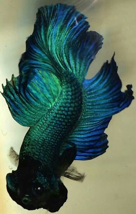 Blue green plakat bred by Jay Loo Siamese Fighter Fish, Fighter Fish, Betta Fish Types, Green Fish, Betta Fish Tank, Beta Fish, Fish Care, Beautiful Sea Creatures, Pet Fish