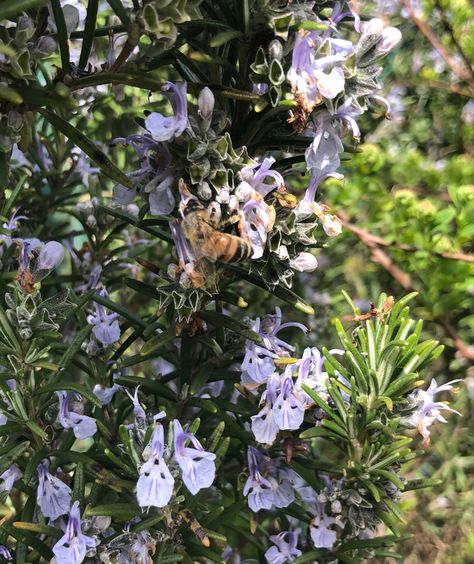 a bee is flying around the rosemary #bee #rosemary #flowers #aesthetic Rosemary Aesthetic Flower, Rosemary Core, Rosemary Aesthetic, Different Planets, Flowers Aesthetic, The Giver, Random Photos, Rosemary, Bee