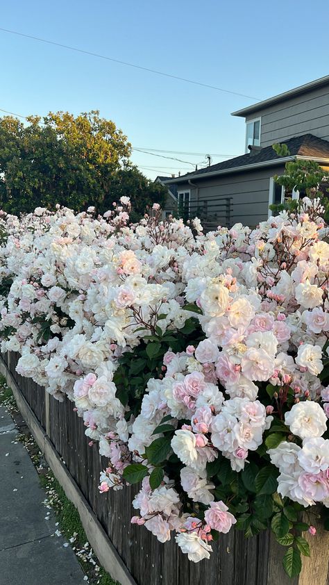 Spring Aesthetic Pink, East Coast Aesthetic, Coast Aesthetic, Flower Bush, Super Bloom, Aesthetic Spring, Flowers Rose, Rose Bush, Spring Aesthetic