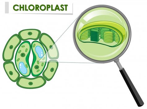 Chloroplast Diagram, Cell Definition, Flask Chemistry, Photosynthesis Activities, Biology Aesthetic, Bio Project, Biology Plants, Nature Cartoon, Studying Funny