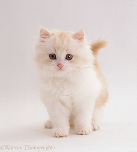 Fluffy Kittens | WP19777 Cream-and-white fluffy kitten (Ragdoll x Turkish Van Cat x ... White Fluffy Kittens, Kittens Fluffy, Cute Fluffy Kittens, Turkish Van Cats, White Kitten, Kitten Photos, Fluffy Kittens, Kitten Pictures, White Kittens