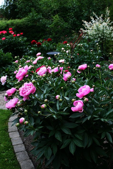 Watercolour Trees, Charleston Gardens, Peony Garden, Planting Peonies, Backyard Plants, Cottage Garden Design, Cottage Garden Plants, Flower Garden Design, Peonies Garden