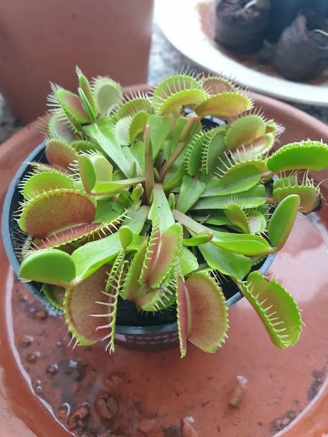 Venus Fly Trap Care Essentials for Thriving Plants Fly Catcher Plant, Fly Trap Plant, Venus Fly Trap Care, Fly Trap, Venus Fly Trap, Fly Traps, Pretty Plants, 4 Hours, Indoor Plants