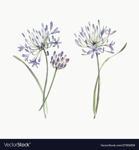 Allium Flower Tattoo, Allium Flowers Drawing, Allium Tattoo, Onion Tattoo, Allium Flower, Allium Flowers, Spring Drawing, Flower Vector, Doodle Tattoo