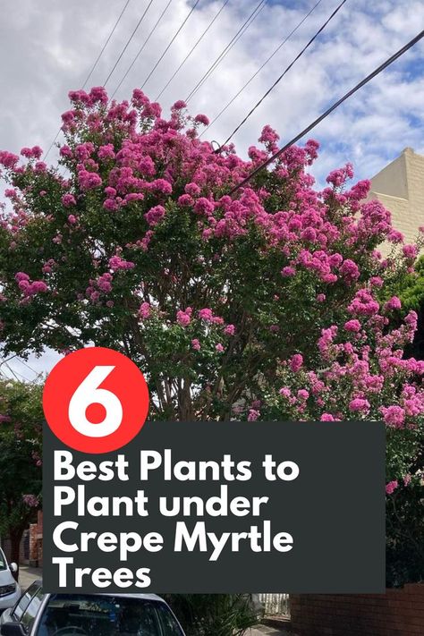 nhance the beauty of your crepe myrtle trees with these 6 stunning companion plants! Discover the perfect underplanting options that thrive in the shade provided by crepe myrtles. From vibrant ferns to colorful impatiens, these plants will create a captivating and harmonious garden bed. Transform the space under your crepe myrtle trees into a lush oasis with these carefully curated selections.  IG Photo by: timsgardencentre What To Plant Under Crepe Myrtle, Crepe Myrtle Bush, Crepe Myrtle Landscaping, Myrtle Flower, Tree Lily, Crepe Myrtles, Crepe Myrtle Trees, Colorful Shrubs, Front Flower Beds